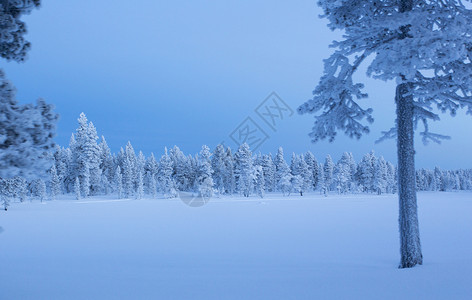 冬季拉普兰雪景和树木图片