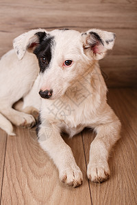 一只沮丧和无家可归的黑白狗图片