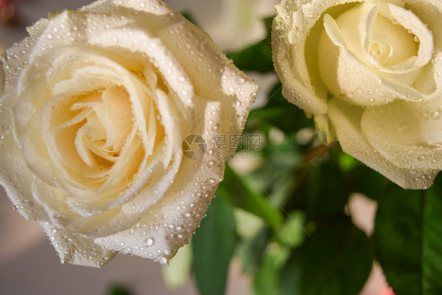 白玫瑰花蕾与水滴图片