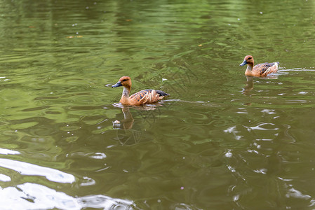 公园池塘里的鸭子图片