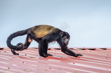 哥斯达黎加托尔图格罗公园小屋顶上奔跑的雄披风吼猴图片