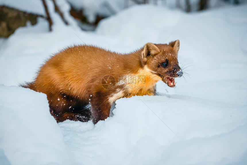 单黄鼠狼坐在雪地上图片