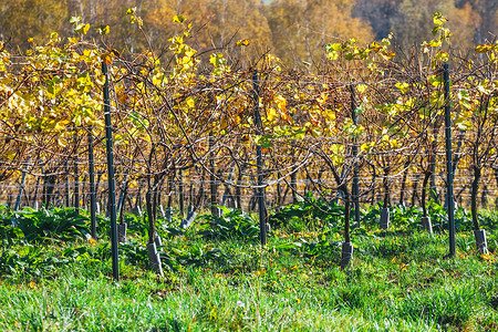 秋葡萄园和葡萄树枝图片