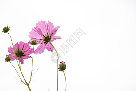美丽的粉色花朵在白天图片