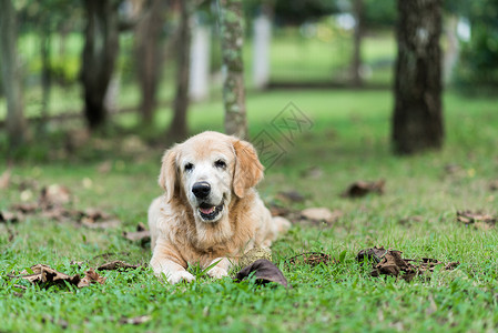 躺在草地上的金毛猎犬图片