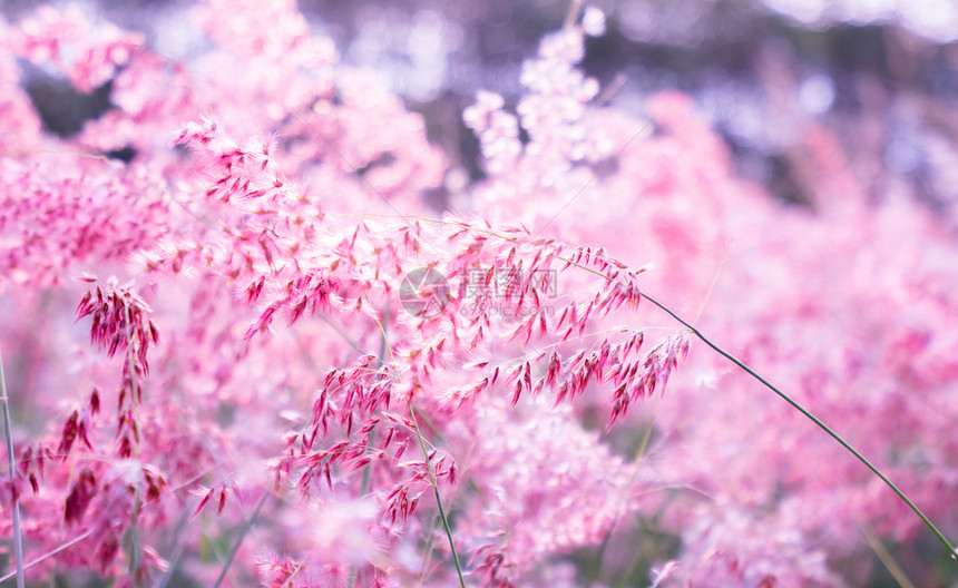 情人节有bokeh背景的粉红花Melinisre图片