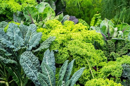 蔬菜花园种植绿色图片