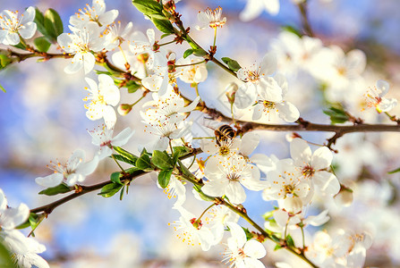 蜜蜂飞向白花朵樱花春图片