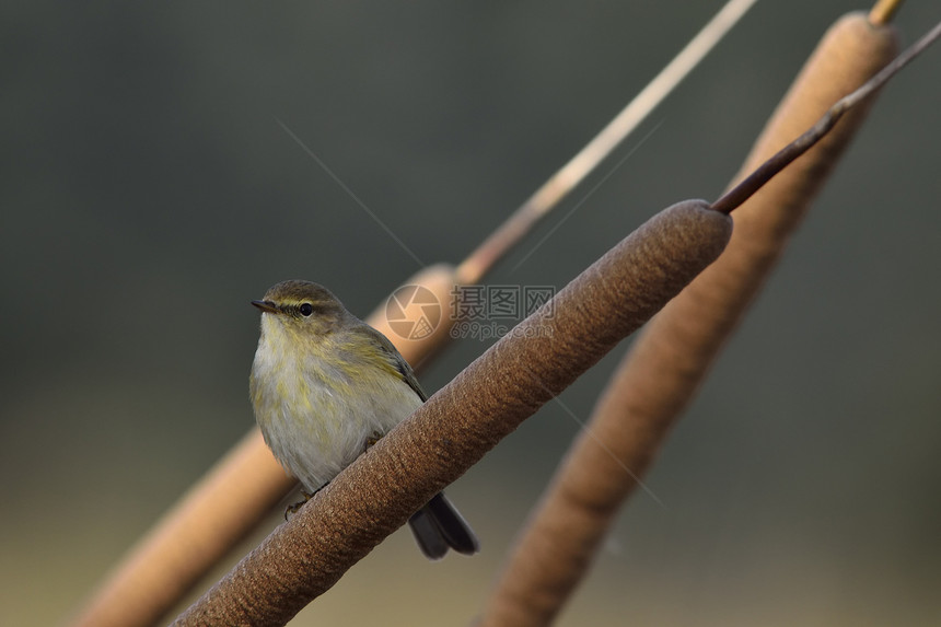 ChiffchaffPhylloscocopuscollybi图片