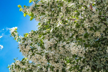 春天花园苹果树花枝的美丽背景图片