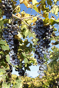 阿根廷门多萨的葡萄种植园图片