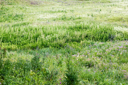 绿草丛生的农村沟壑图片