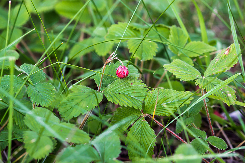 森林草丛中的野草莓图片