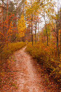 秋天美丽的森林环绕图片