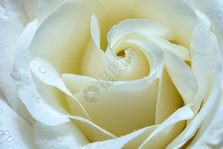 柔焦白玫瑰背景纹理图片
