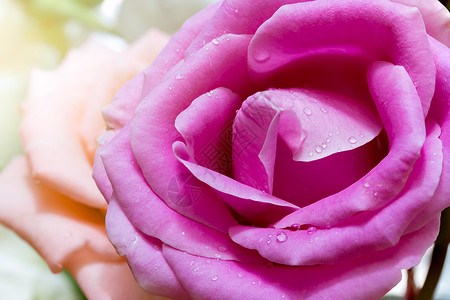 柔软的焦点紧粉红玫瑰图片