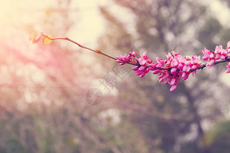 春季粉红樱花树背景图片