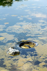 天然游泳池生物净化池中的清水过图片