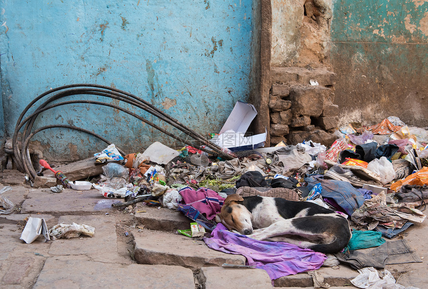 印度瓦拉纳西Varanasi遭遗弃无家可归的狗在印度瓦拉纳西街头图片
