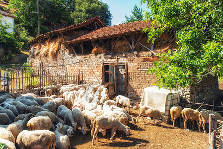 马其顿乡下奥赫里德附近有一群羊与一群绵羊一图片