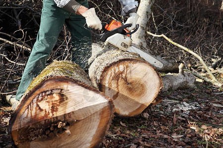 伐木工人在秋天使用电锯切割大树图片