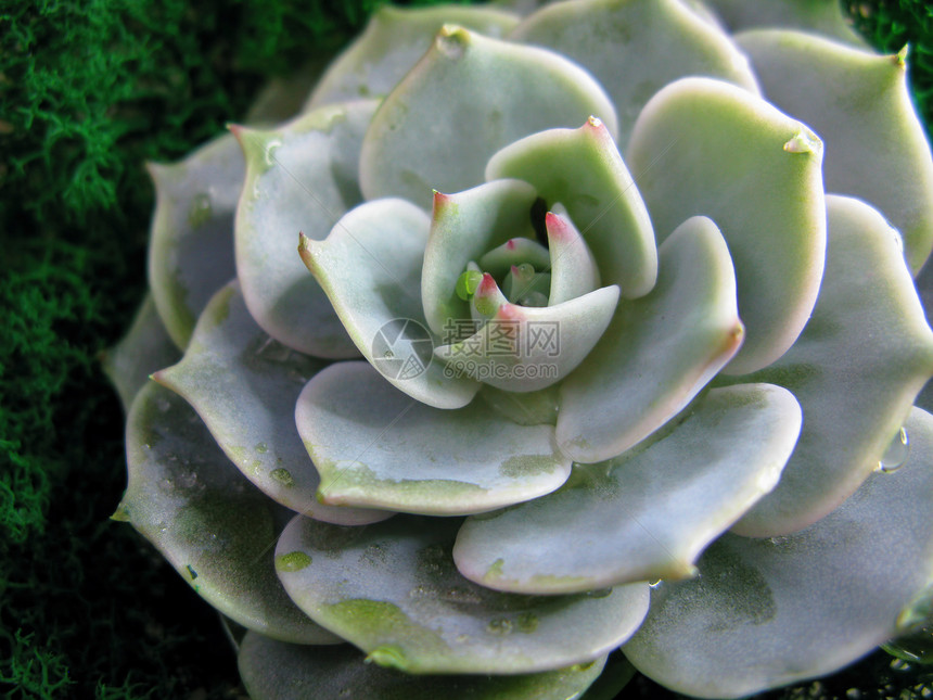 肉质石莲花仙人掌花石玫瑰苔植物微距照片图片