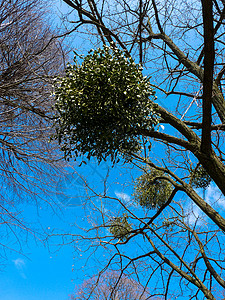 树上的槲寄生和背景中的蓝天图片