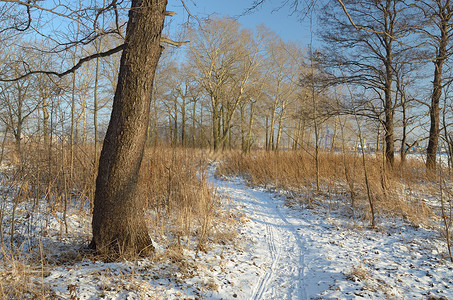 冬季的自然景观图片