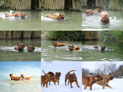 大狗法国獒犬DoguedeBordeauxShow图片