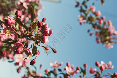 鲜花中的苹果树有粉红花和绿叶的树枝图片