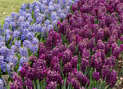 紫色和蓝色长青花朵图片