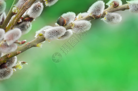 长着芽的柳树枝春背景和阴柳木猫皮高清图片