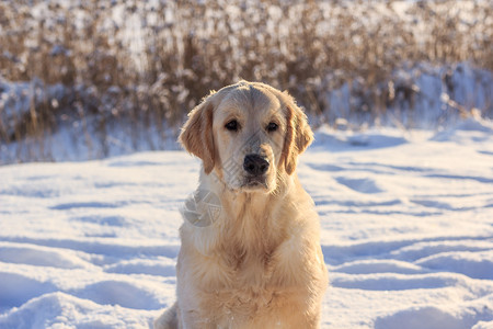 冬季散步的轻型猎犬背景图片