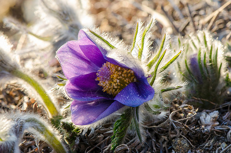 Pasque花也被称为urgulka它野生长图片