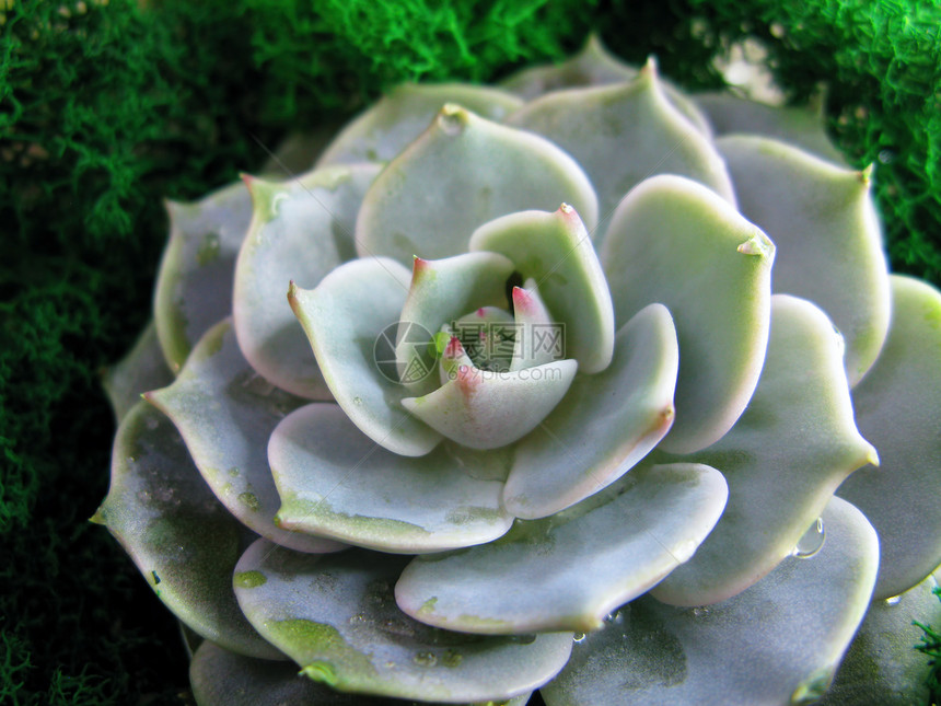 肉质石莲花仙人掌花石玫瑰苔植物微距照片图片