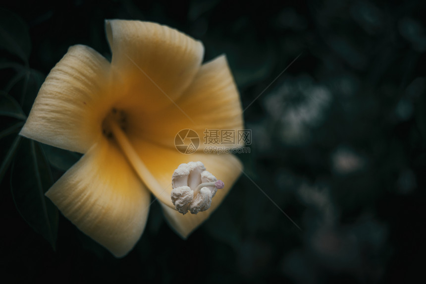 树上黄色chorisia花雌蕊的宏观图片