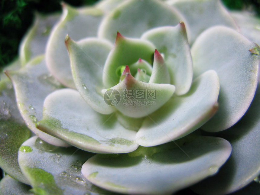 肉质石莲花仙人掌花石玫瑰苔植物微距照片图片