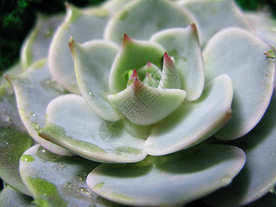 肉质石莲花仙人掌花石玫瑰苔植物微距照片图片