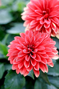 夏季花园中美丽的粉红色或红色花朵图片