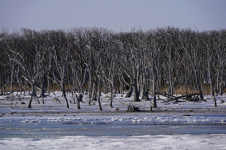 冬季北海道的风景背景图片