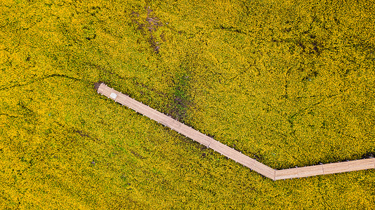 黄色波斯菊花与走道的航拍照片图片