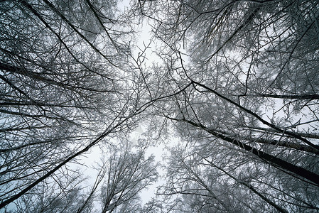 在有高大树木的森林里从下往上看图片