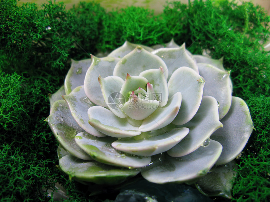 肉质石莲花仙人掌花石玫瑰苔植物微距照片图片