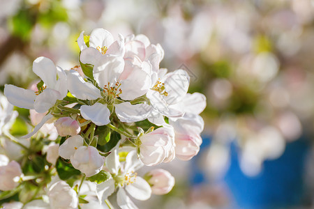 春天的苹果花束图片