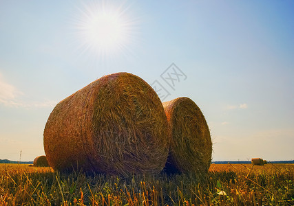 田野上的圆形稻草捆夏日风景图片