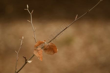 干树枝上的棕色秋叶特写图片