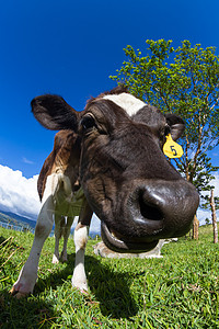 哥斯达黎加年轻奶牛享受阳光和新鲜青草背景图片