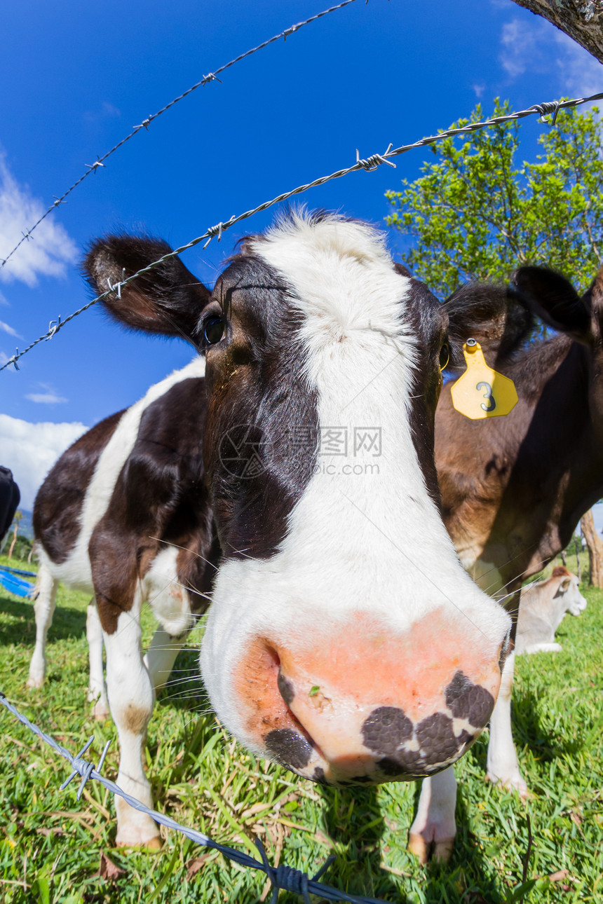 哥斯达黎加年轻奶牛享受阳光和新鲜青草图片