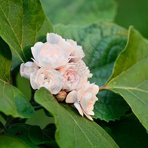 fragrans格洛里鲍尔奴鲁玫瑰长年灌木背景图片