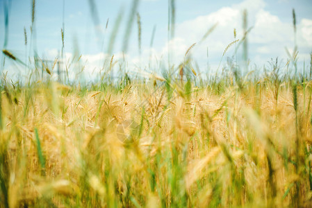 近距离观察小麦作物图片